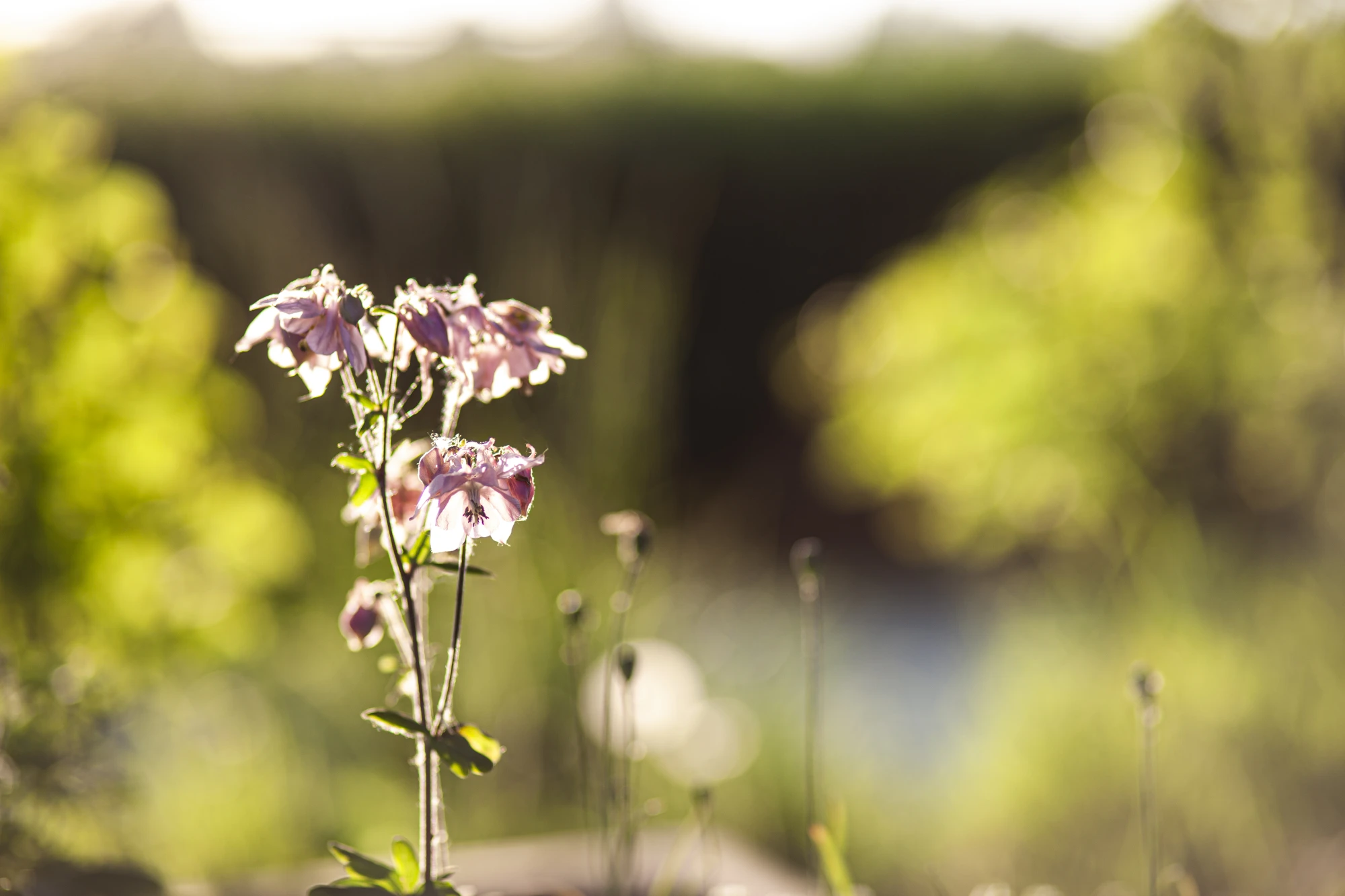 Eine blühende Akeleie im Sonnenlicht