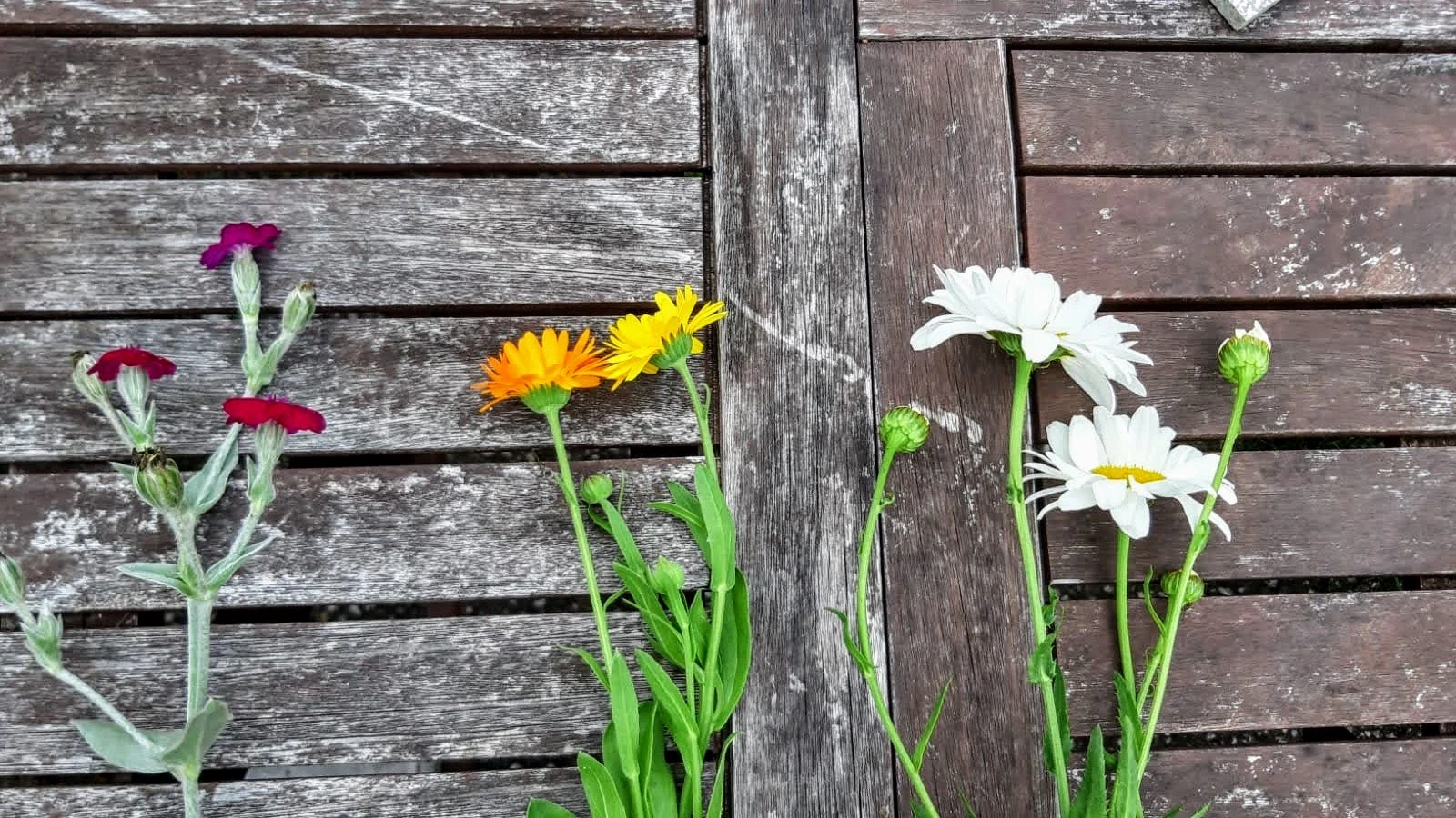 Eine Lichtnelke, eine Ringelrose und eine Margerite auf einem Holzuntergrund.