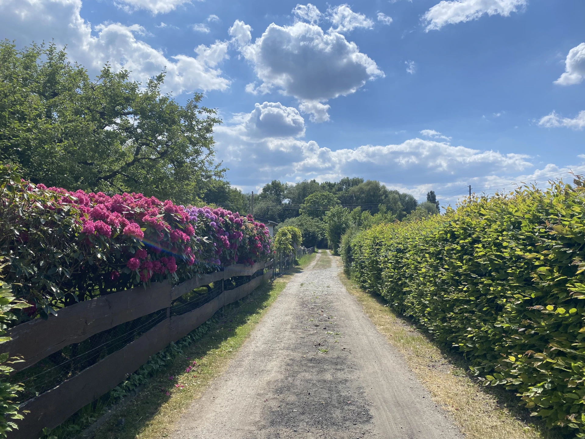Blick in einen Weg, der an beiden Seiten von zum Teil blühenden Hecken begrenzt ist, vor  einem sommerlichen Wolkenhimmel